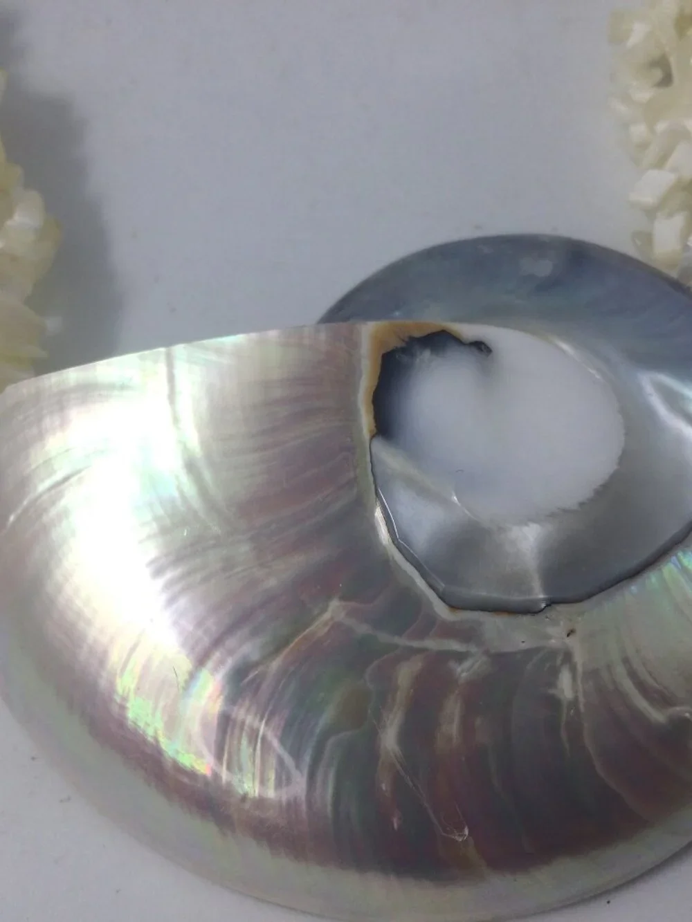 Vintage Necklace Earrings Iridescent Mother of Pearl Nautilus Shell Coastal 19